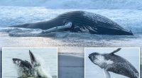 Humpback that washed up on Long Beach was popular NYC whale