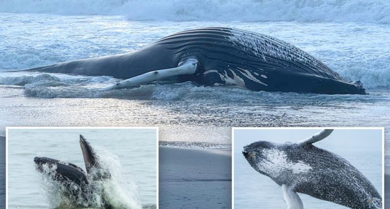 Humpback that washed up on Long Beach was popular NYC whale