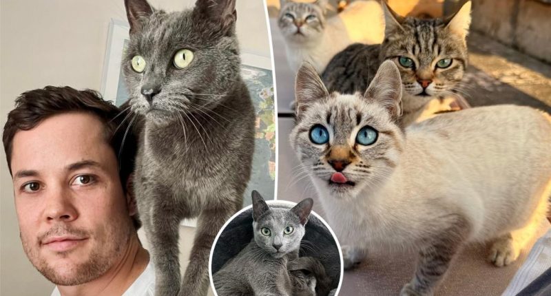 I couldn't get 20 cats off my property — so I adopted them all