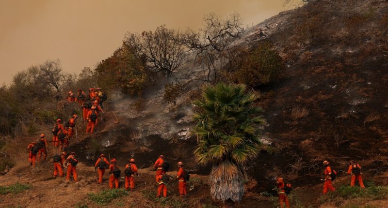 Inmate firefighters creating a containment line during a wildfire.