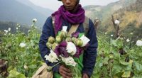 A farmer in Myanmar holds harvested opium poppies.