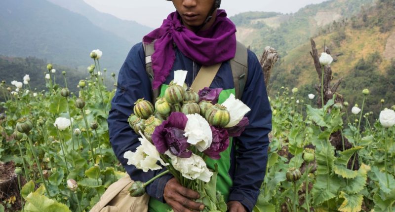 A farmer in Myanmar holds harvested opium poppies.
