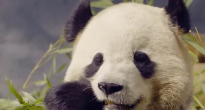 Jill Biden squeezes out final perk with private panda tour