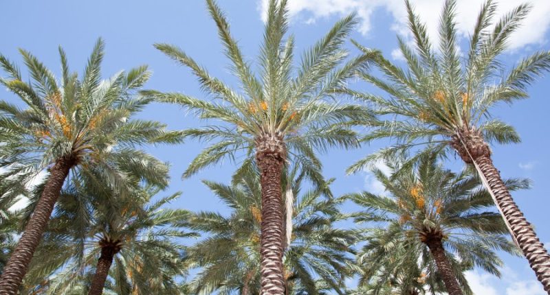 Living the Florida Dream: What it's really like to call Tampa home