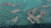 Manatees congregate in warm waters near power plants as US winter storms graze Florida