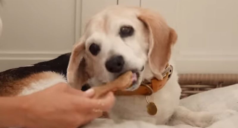 Meghan reveals rare glimpse at her rescue dog Guy in Netflix show