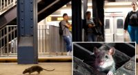 More rodents are infesting cities as scientists say warmer temperatures mean more rat babies