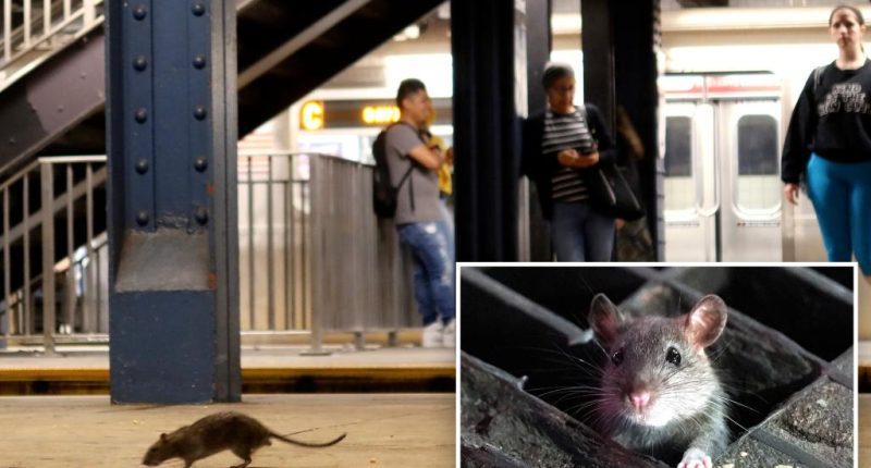 More rodents are infesting cities as scientists say warmer temperatures mean more rat babies