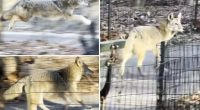 Multiple coyote sightings in Central Park in last two weeks