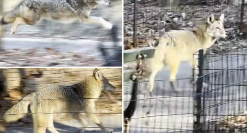 Multiple coyote sightings in Central Park in last two weeks