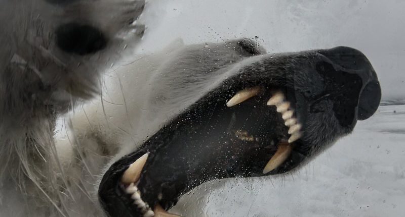 My heart-thumping terror on the day a polar bear tried to EAT ME ALIVE