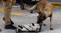 New Orleans cops use bomb-sniffing dogs to secure Superdome
