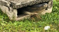 PHOTOS: 10-foot alligator pulled from storm drain in Florida