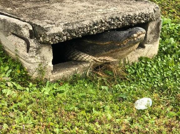 PHOTOS: 10-foot alligator pulled from storm drain in Florida