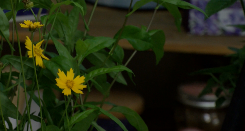 Protecting your plants when the temperature drops