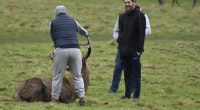 This is the shocking moment yobs pulled the animal's antlers