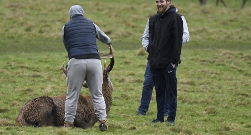 This is the shocking moment yobs pulled the animal's antlers