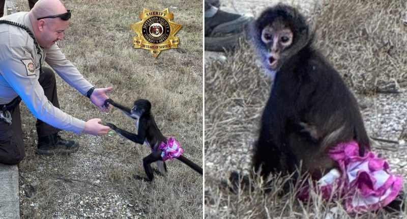 Tutu-wearing monkey picked up near highway in 'bananas situation'