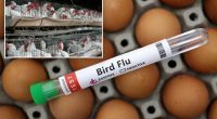US egg production drops as prices continue to rise along with bird flu cases