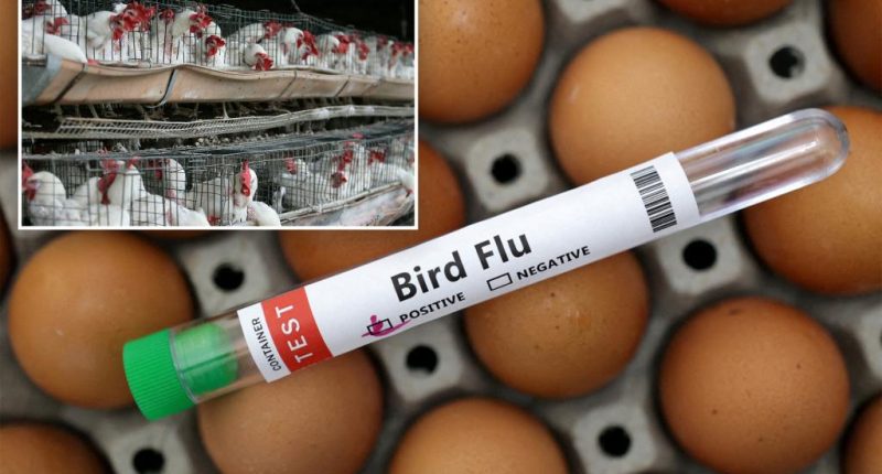 US egg production drops as prices continue to rise along with bird flu cases