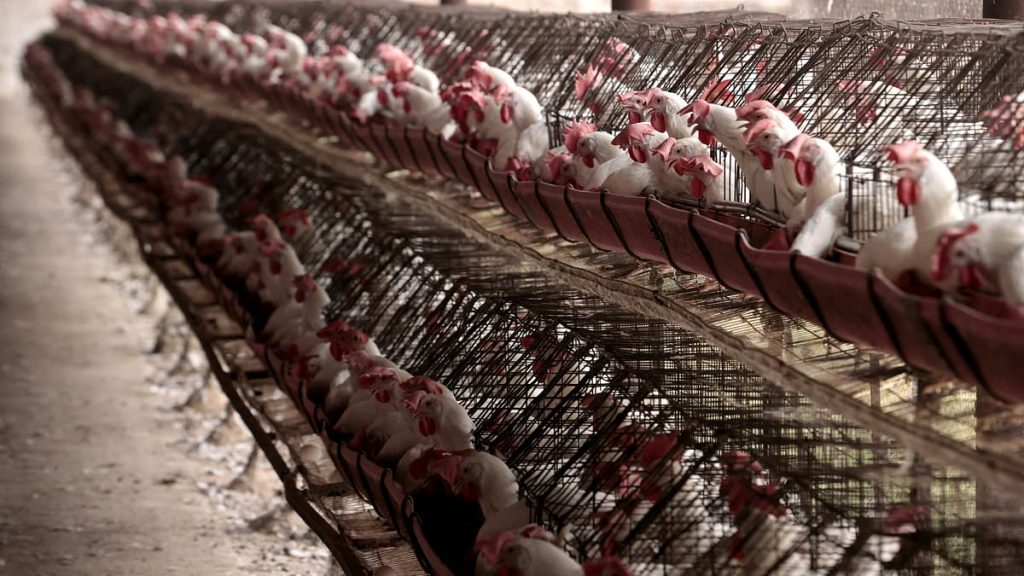 US suffers first H5N1 bird flu death with patient in Louisiana