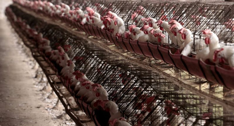 US suffers first H5N1 bird flu death with patient in Louisiana