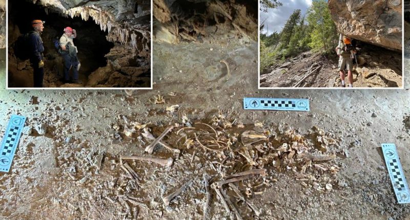 Utah scientists find skeleton of 26,000-year-old red fox in cave
