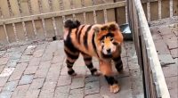 Dog dyed to resemble a tiger.