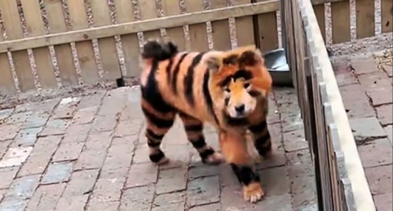 Dog dyed to resemble a tiger.