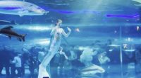 Mermaid performer swimming with large fish in an aquarium.