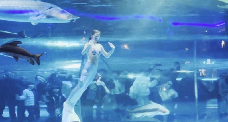Mermaid performer swimming with large fish in an aquarium.
