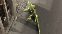 Will Florida residents see frozen iguanas falling from trees?
