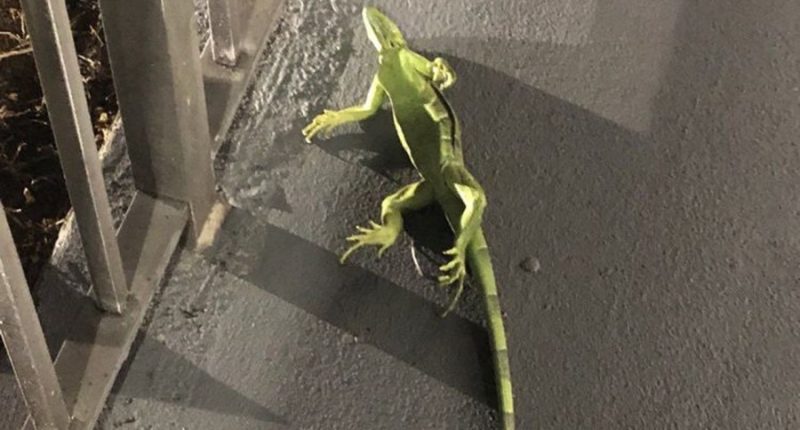 Will Florida residents see frozen iguanas falling from trees?