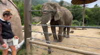 'An elephant is not a person': Colorado Supreme Court rules