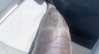 Dolphin leaps into fisherman's boat in Queensland