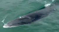 'Magic': Ferry passengers treated to rare display after spotting Antarctic whale