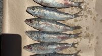 Hundreds of dead scaley mackerel are floating off Western Australia, sparking an investigation and orders not to swim at nearby beaches.﻿