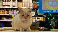 Bentley the Bondi Beach cat