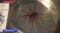 A new species of funnel web spider is lurking around New South Wales homes and in the bush, scientists have confirmed - and its much bigger than normal funnel webs.