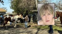 27 dead horses found on woman's property: Police