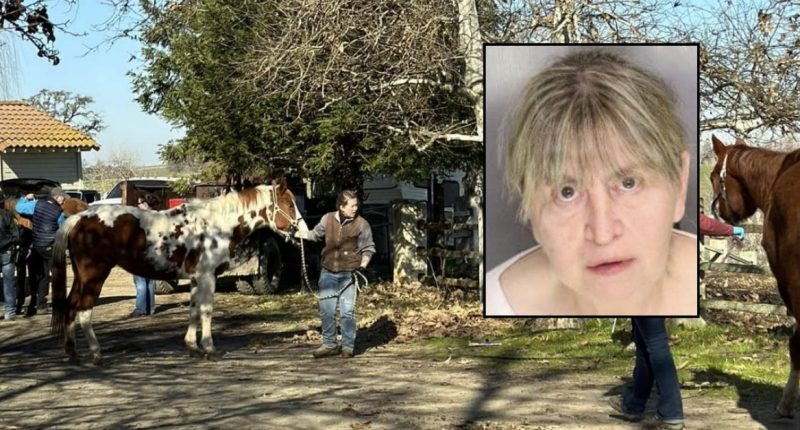 27 dead horses found on woman's property: Police