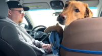 A dog riding along with an Uber driver becomes viral sensation