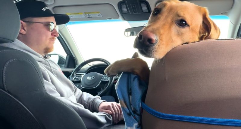 A dog riding along with an Uber driver becomes viral sensation
