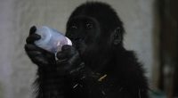 A young gorilla rescued from aircraft hold recovers at Istanbul zoo