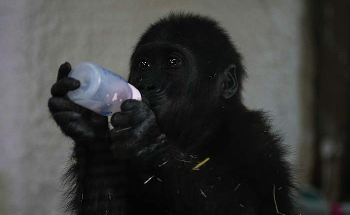 A young gorilla rescued from aircraft hold recovers at Istanbul zoo