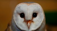 An unlikely symbol of cooperation, the barn owl brings Arab and Israeli scientists together