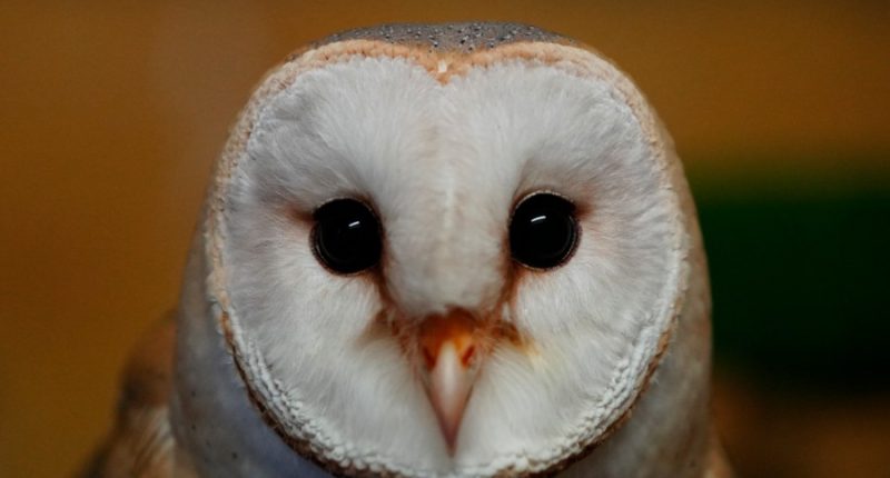 An unlikely symbol of cooperation, the barn owl brings Arab and Israeli scientists together