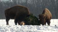 Arcola animals turn Christmas trees into toys, food