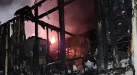 Ayla's Acres animal rescue in St. Augustine burns down