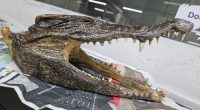 A Canadian man discovered to be carrying a baby crocodile skull at Dehli Airport in India has been arrested.